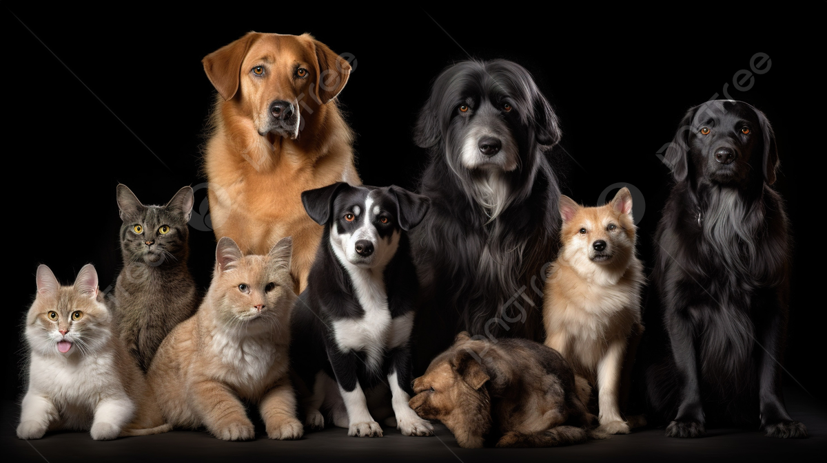 New bandanas colours for cats and dogs